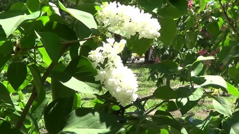 White lilac 動画素材 334862981