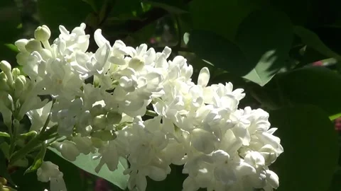 White lilac 動画素材 334863792