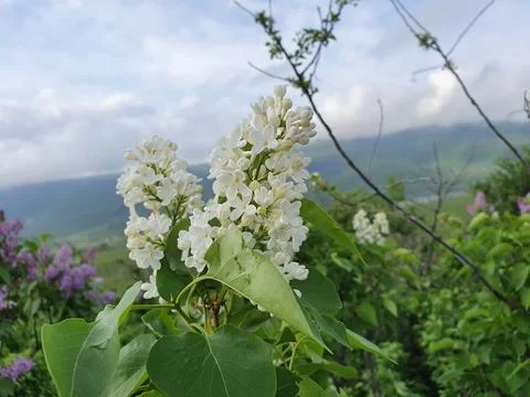 White lilac in the forest Stock Photos