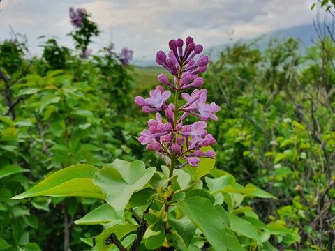 White lilac in the forest Stock Photos
