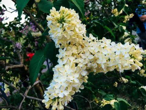 White lilac in the form of a triangle Stock Photos