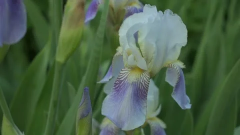 White-lilac iris close-up Stock Footage 138418294