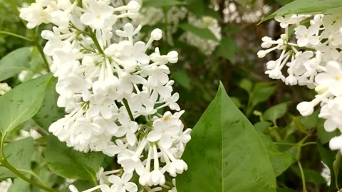 White lilac macro blooming in garden smooth zoom and highlights Stock Footage 318911403