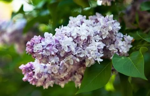 The white lilac Stock-Fotos