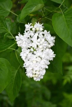 White lilac Stock Photos