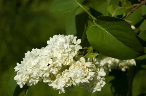 White lilac Stock Photos