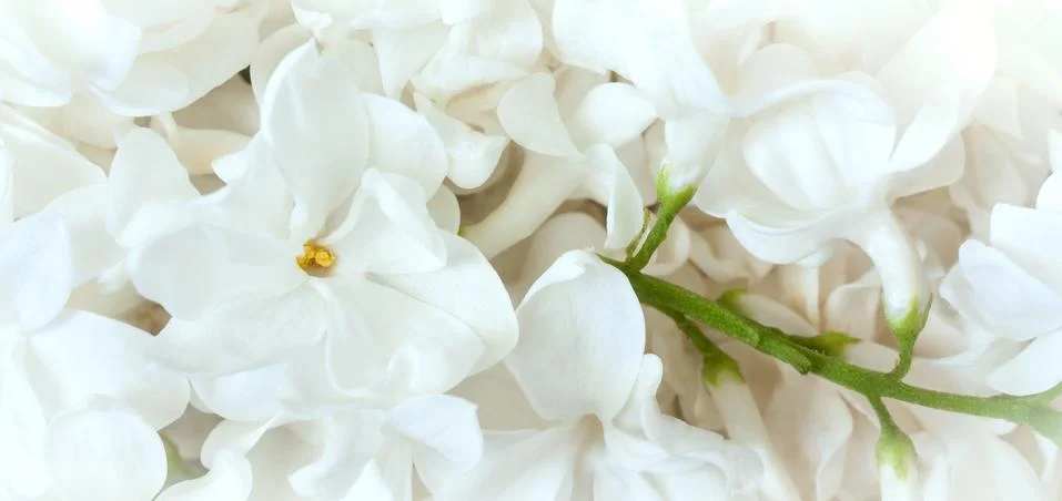 White lilac Stock Photos