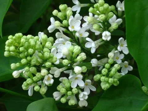 White lilac Stock Photos
