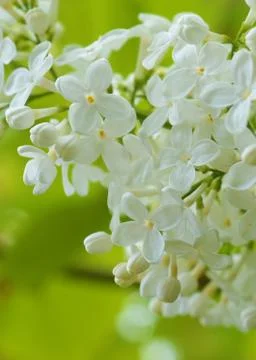White Lilac Stock Photos