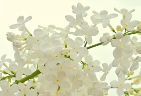 White Lilac Stock Photos