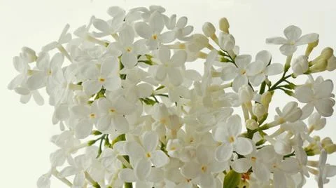White Lilac Stock Photos