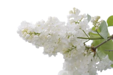 White lilac Stock Photos