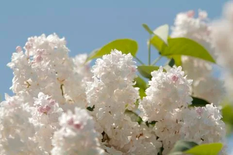 White lilac Фото