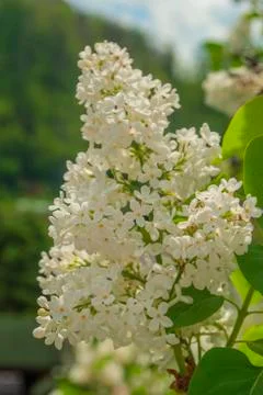 White lilac Stock Photos