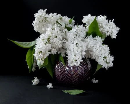 White lilac Stock Photos