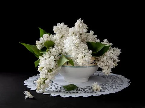 White lilac Stock Photos