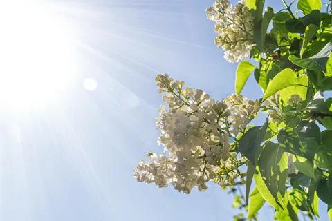 White lilac Foto stock