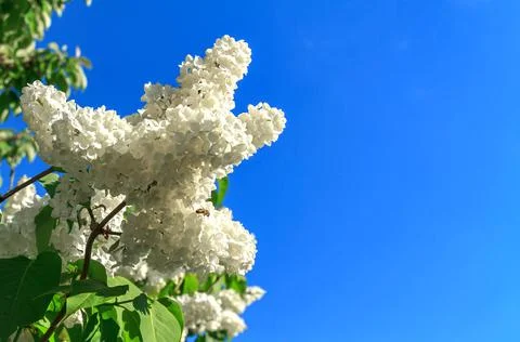White lilac Stock Photos