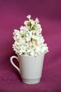 White lilac in a small cup on a fuchsia fabric. Stock Photos