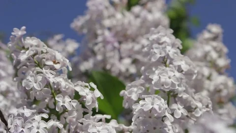 White Lilac in Spring Time. Stock Footage 76439011