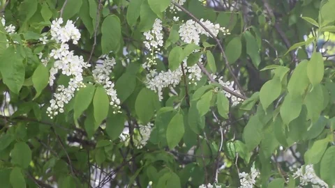 White lilac swaying in the wind Stock Footage 76108488