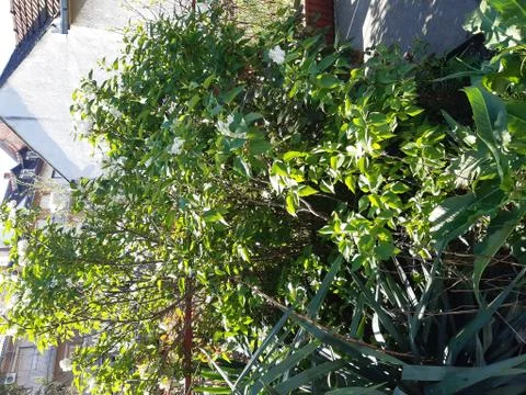 White Lilac tree Stock Photos