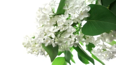 White lilac on white Stock Footage 108514517