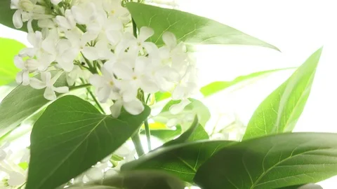 White lilac on white Stock Footage 108521905