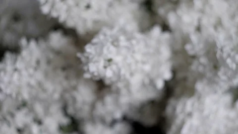 White lilacs close-up	 Stock Footage 129688302