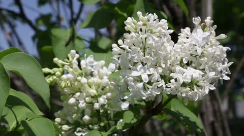 White lilacs flowers Stock Footage 22770071
