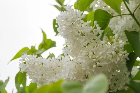 White lilacs 스톡 사진