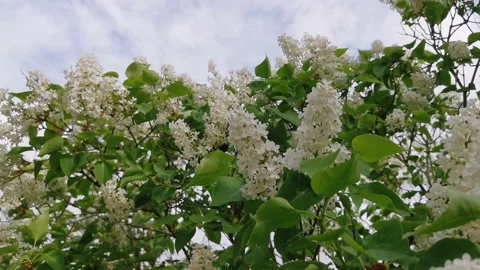 White lilacs in the wind Stock Footage 132052658