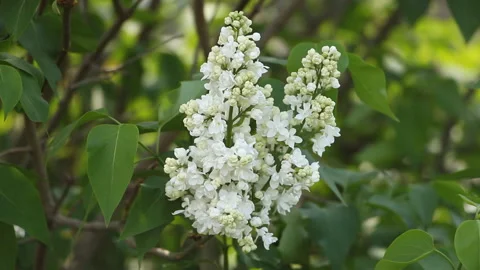 White lilacs.Nature. Stock Footage 242943369