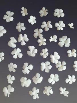 White liliac petals pattern background Foto stock