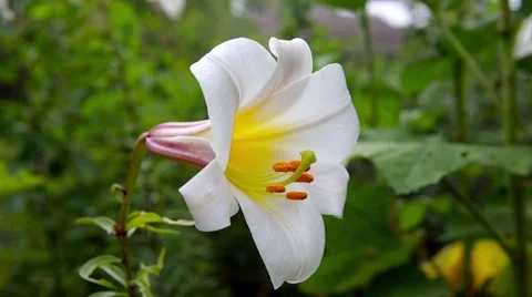 White lilies blowing in the wind Stock Footage 66436334