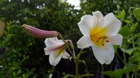 White lilies blowing in the wind Stock Footage 66436339