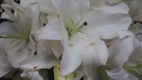 White lilies bouquet Stock Footage 71410206