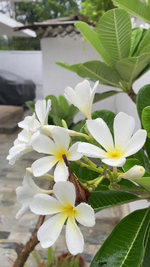 White lilies flower Stock Footage 280641477