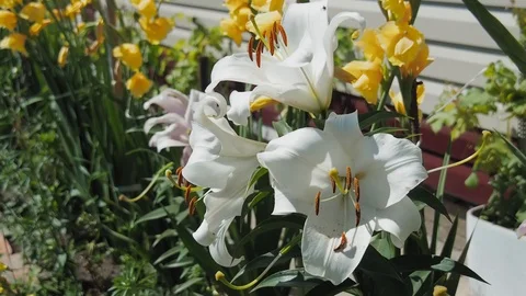 White lilies Stock Footage 129535849