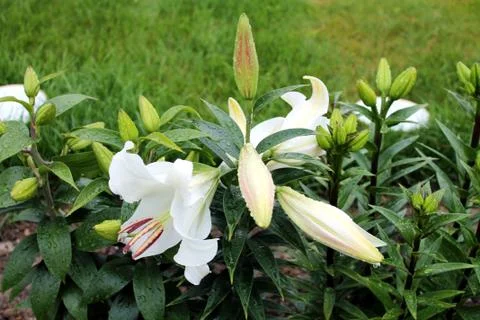 White lilies in the garden in the rain. Stock Photos