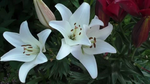 White lilies grow Video stock 54091509