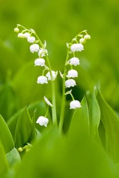 White lilies Stock Photos