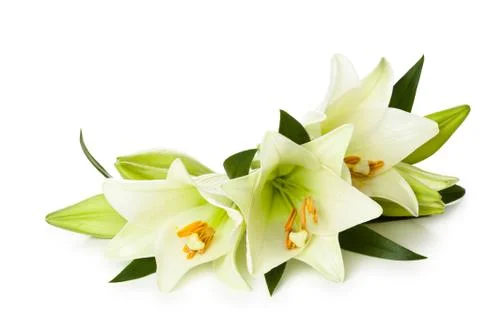 White lilies. Stock Photos