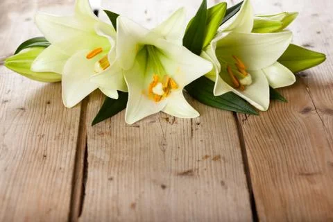 White lilies. Stock Photos