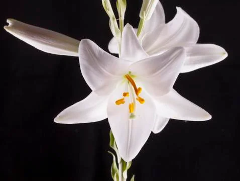 White lilies Stock Photos