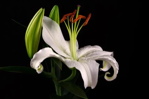 White lilies Foto stock