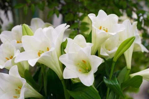 White lilies Stock Photos