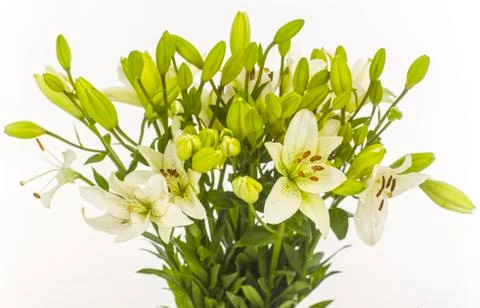 White lilies Foto stock