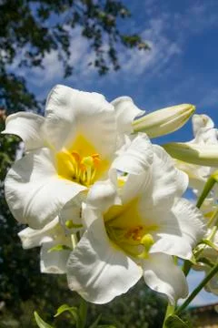 White lilies Stock Photos