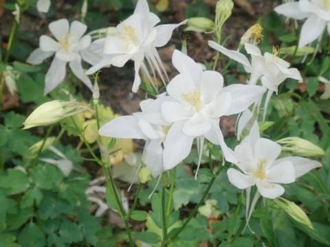 White Lilies 스톡 사진